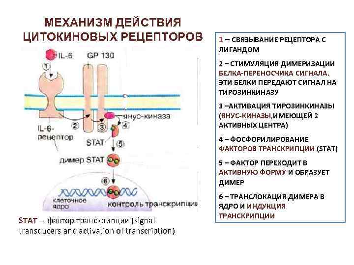 МЕХАНИЗМ ДЕЙСТВИЯ ЦИТОКИНОВЫХ РЕЦЕПТОРОВ 1 – СВЯЗЫВАНИЕ РЕЦЕПТОРА С ЛИГАНДОМ 2 – СТИМУЛЯЦИЯ ДИМЕРИЗАЦИИ