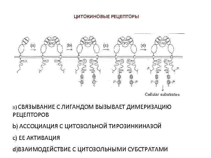 ЦИТОКИНОВЫЕ РЕЦЕПТОРЫ а) СВЯЗЫВАНИЕ С ЛИГАНДОМ ВЫЗЫВАЕТ ДИМЕРИЗАЦИЮ РЕЦЕПТОРОВ b) АССОЦИАЦИЯ С ЦИТОЗОЛЬНОЙ ТИРОЗИНКИНАЗОЙ
