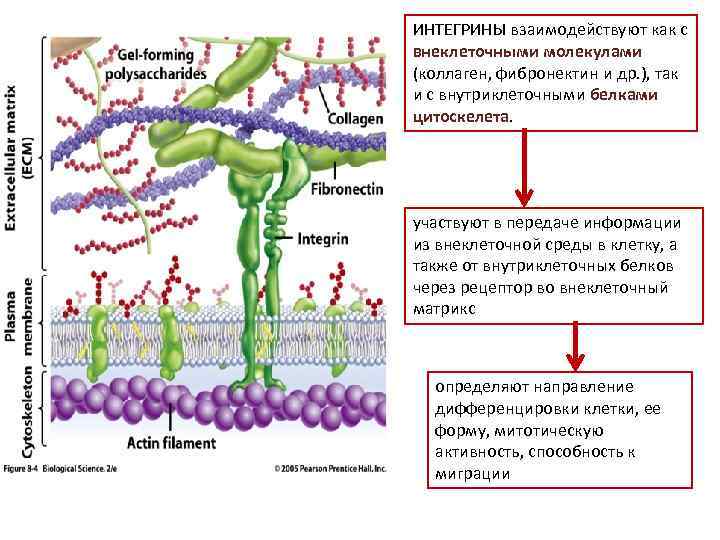 ИНТЕГРИНЫ взаимодействуют как с внеклеточными молекулами (коллаген, фибронектин и др. ), так и с