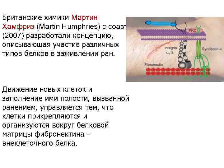 Британские химики Мартин Хамфриз (Martin Humphries) с соавт. (2007) разработали концепцию, описывающая участие различных