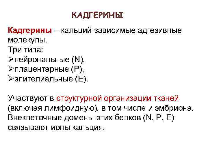 КАДГЕРИНЫ Кадгерины – кальций-зависимые адгезивные молекулы. Три типа: Øнейрональные (N), Øплацентарные (Р), Øэпителиальные (Е).