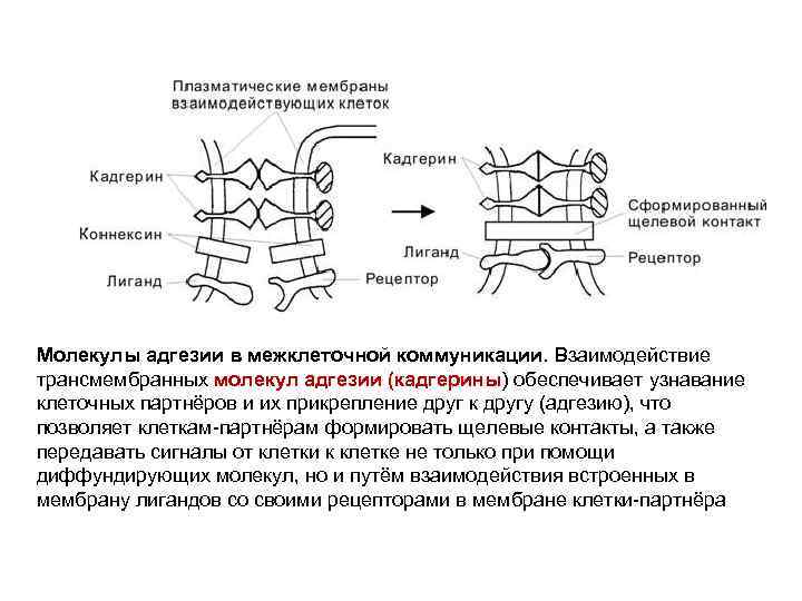 Межклеточная кооперация схема