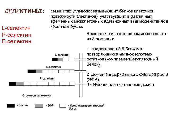 СЕЛЕКТИНЫ: L-селектин Р-селектин Е-селектин семейство углеводосвязывающих белков клеточной поверхности (лектинов), участвующих в различных временных