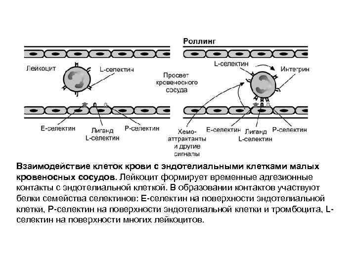 Взаимодействие клеток крови с эндотелиальными клетками малых кровеносных сосудов. Лейкоцит формирует временные адгезионные контакты