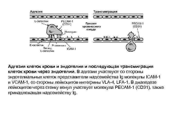 Адгезия клеток крови и эндотелия и последующая трансмиграция клеток крови через эндотелий. В адгезии