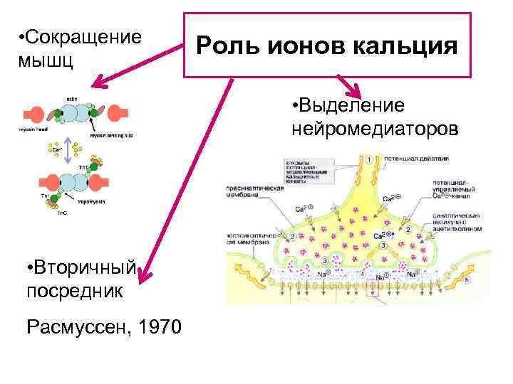 Активность ионов кальция