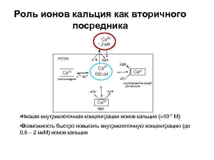 Роль ионов кальция как вторичного посредника • Низкая внутриклеточная концентрация ионов кальция ( 10
