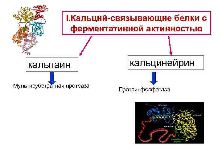 Связывающие белки. Кальцийсвязывающий белок. Кальций связывающие белки биохимия. Кальций связывающий белок. Кальций связывающий белок скелетных мышц.