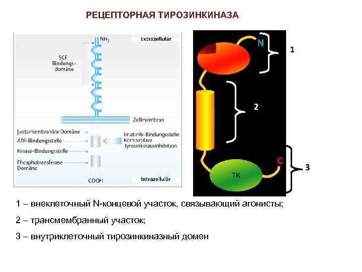 РЕЦЕПТОРНАЯ ТИРОЗИНКИНАЗА 1 2 3 1 – внеклеточный N-концевой участок, связывающий агонисты; 2 –