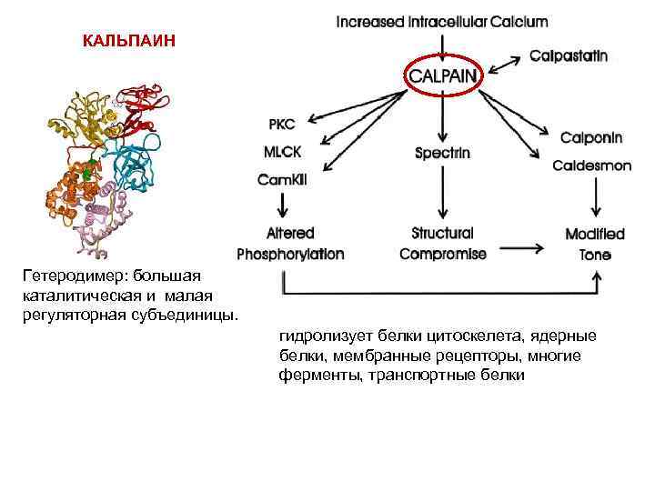 КАЛЬПАИН Гетеродимер: большая каталитическая и малая регуляторная субъединицы. гидролизует белки цитоскелета, ядерные белки, мембранные