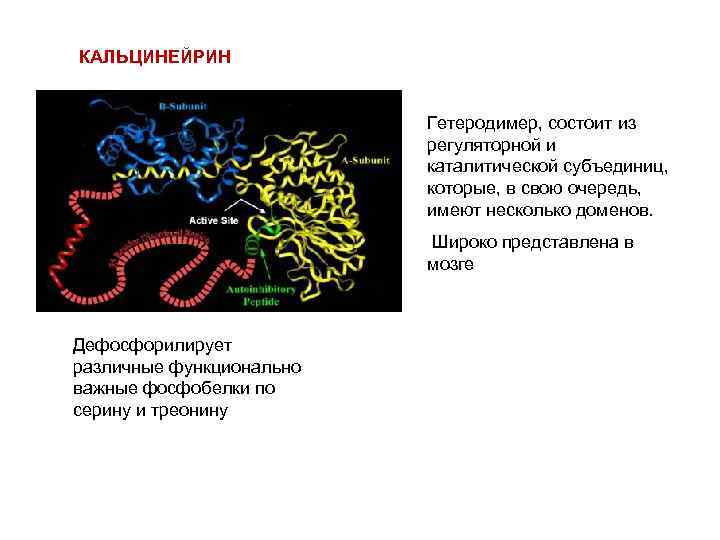 КАЛЬЦИНЕЙРИН Гетеродимер, состоит из регуляторной и каталитической субъединиц, которые, в свою очередь, имеют несколько