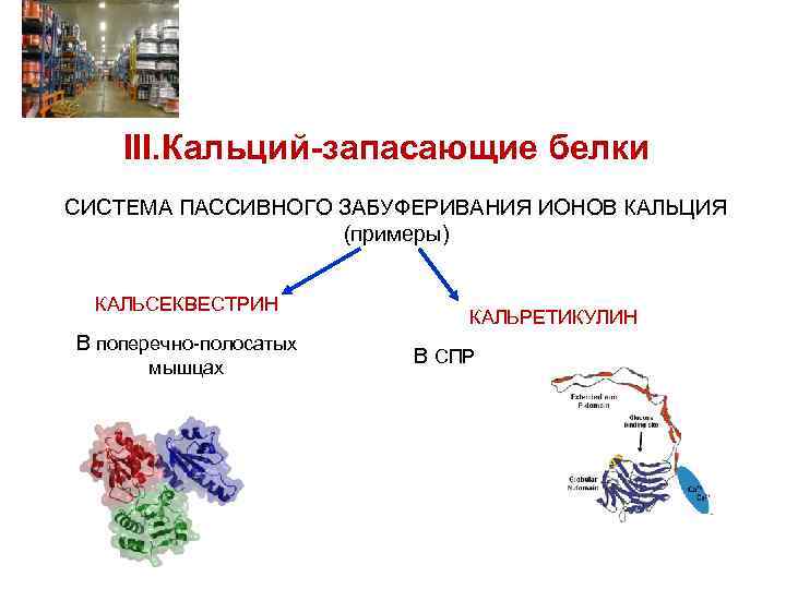 III. Кальций-запасающие белки СИСТЕМА ПАССИВНОГО ЗАБУФЕРИВАНИЯ ИОНОВ КАЛЬЦИЯ (примеры) КАЛЬСЕКВЕСТРИН В поперечно-полосатых мышцах КАЛЬРЕТИКУЛИН