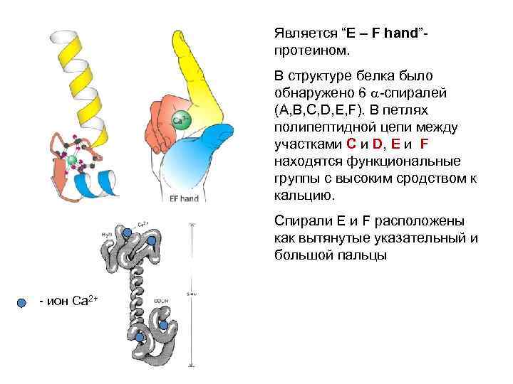 Является “E – F hand”протеином. В структуре белка было обнаружено 6 -спиралей (A, B,