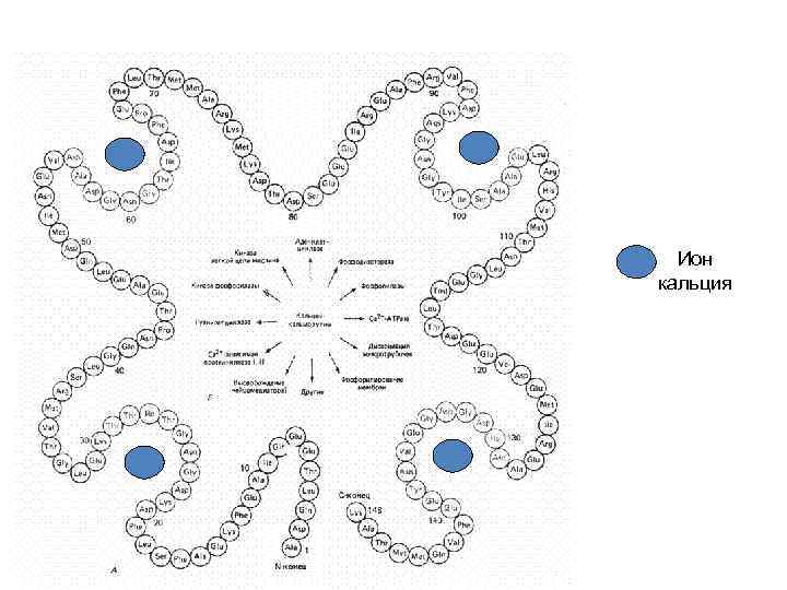Ион кальция 