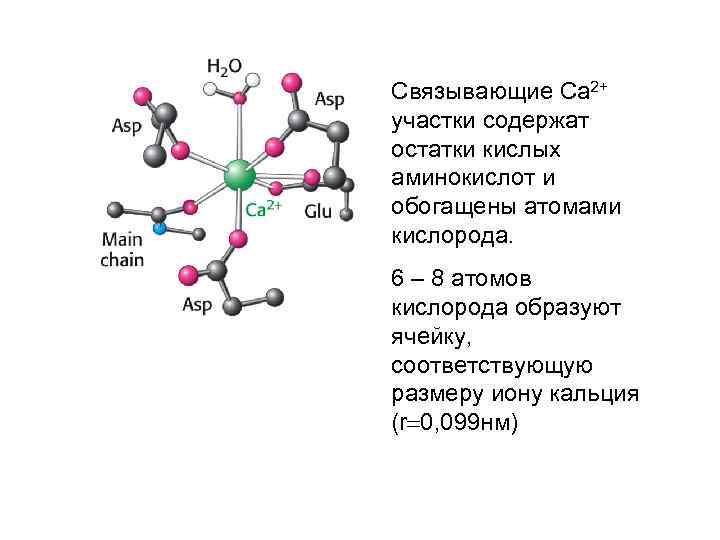 Связывающие Са 2+ участки содержат остатки кислых аминокислот и обогащены атомами кислорода. 6 –