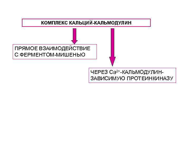 КОМПЛЕКС КАЛЬЦИЙ-КАЛЬМОДУЛИН ПРЯМОЕ ВЗАИМОДЕЙСТВИЕ С ФЕРМЕНТОМ-МИШЕНЬЮ ЧЕРЕЗ Са 2+-КАЛЬМОДУЛИНЗАВИСИМУЮ ПРОТЕИНКИНАЗУ 