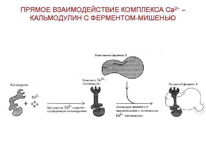 ПРЯМОЕ ВЗАИМОДЕЙСТВИЕ КОМПЛЕКСА Са 2+ – КАЛЬМОДУЛИН С ФЕРМЕНТОМ-МИШЕНЬЮ 