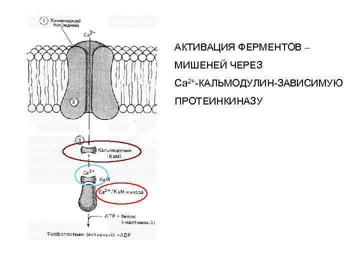 АКТИВАЦИЯ ФЕРМЕНТОВ – МИШЕНЕЙ ЧЕРЕЗ Са 2+-КАЛЬМОДУЛИН-ЗАВИСИМУЮ ПРОТЕИНКИНАЗУ 