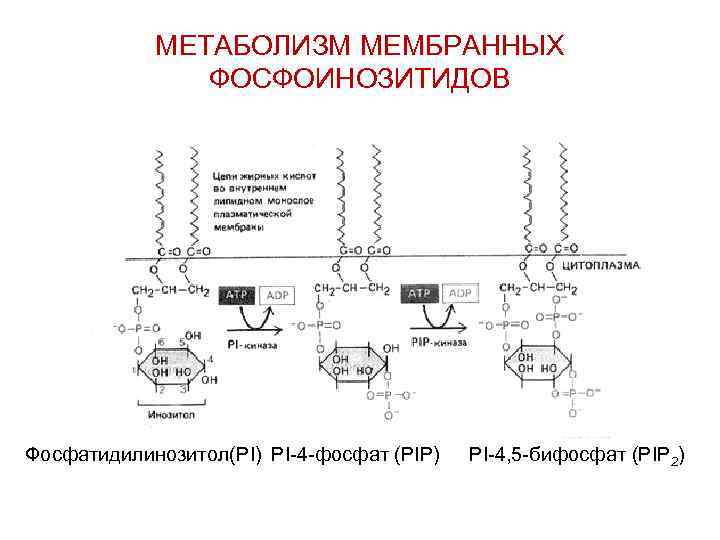 МЕТАБОЛИЗМ МЕМБРАННЫХ ФОСФОИНОЗИТИДОВ Фосфатидилинозитол(PI) PI-4 -фосфат (PIP) PI-4, 5 -бифосфат (PIP 2) 