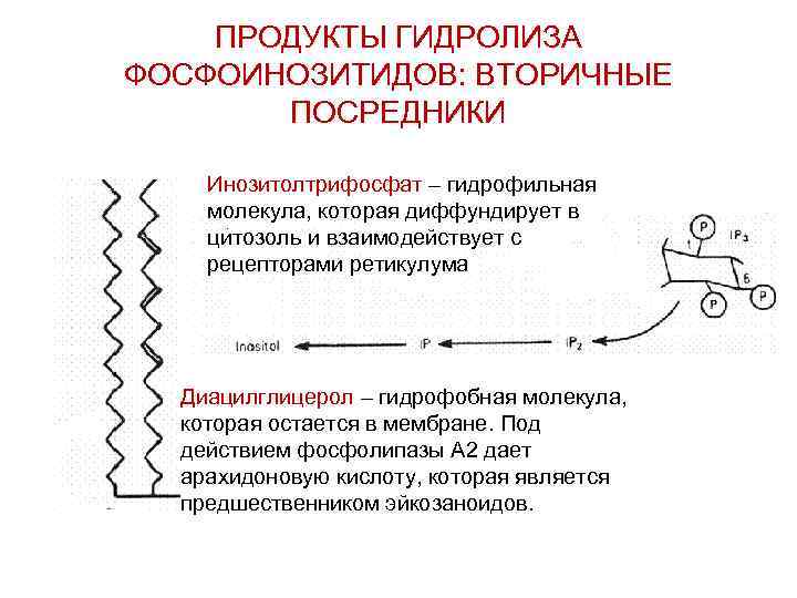 ПРОДУКТЫ ГИДРОЛИЗА ФОСФОИНОЗИТИДОВ: ВТОРИЧНЫЕ ПОСРЕДНИКИ Инозитолтрифосфат – гидрофильная молекула, которая диффундирует в цитозоль и