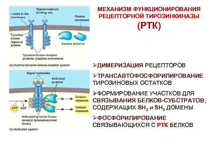 Ингибиторы тирозинкиназы. Тирозинкиназный механизм действия гормонов. Рецепторные тирозинкиназы. Тирозинкиназный механизм. Тирозинкиназный механизм действия.