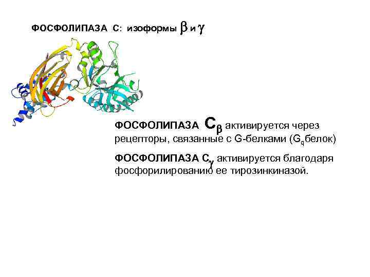 ФОСФОЛИПАЗА С: изоформы и С ФОСФОЛИПАЗА активируется через рецепторы, связанные с G-белками (Gqбелок) ФОСФОЛИПАЗА