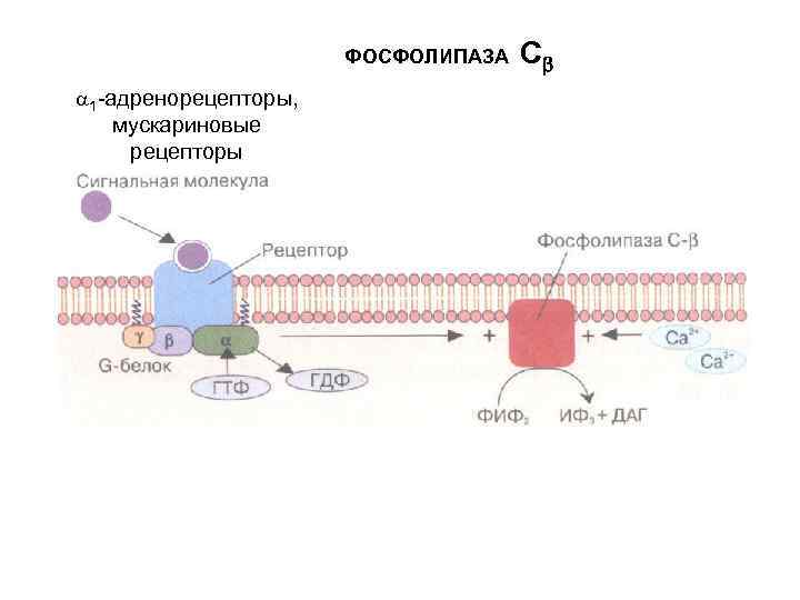 ФОСФОЛИПАЗА С 1 -адренорецепторы, мускариновые рецепторы 