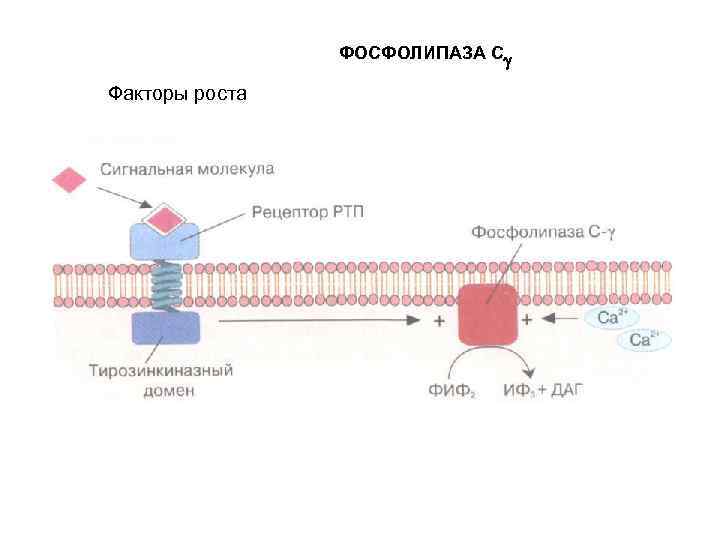 ФОСФОЛИПАЗА С Факторы роста 
