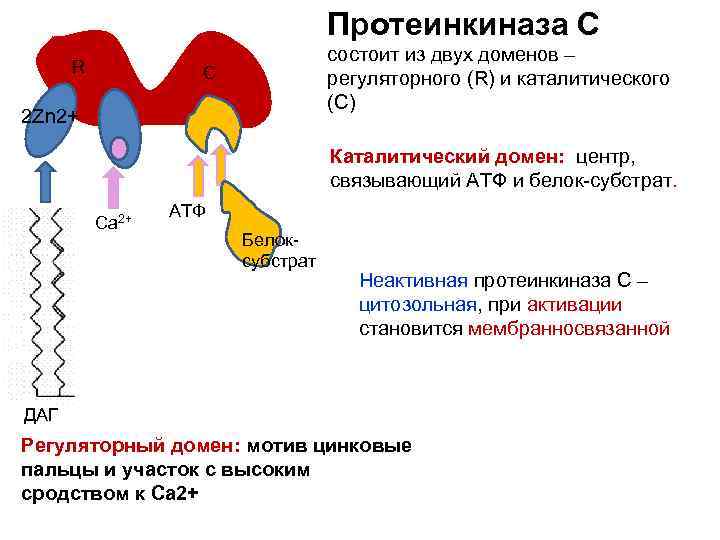 Протеинкиназа С R состоит из двух доменов – регуляторного (R) и каталитического (C) С