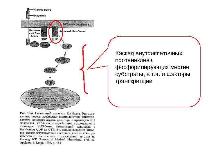 Каскад внутриклеточных протеинкиназ, фосфорилирующих многие субстраты, в т. ч. и факторы транскрипции 