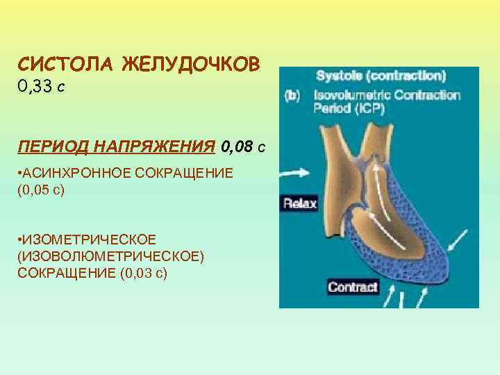 Систола желудочков составляет