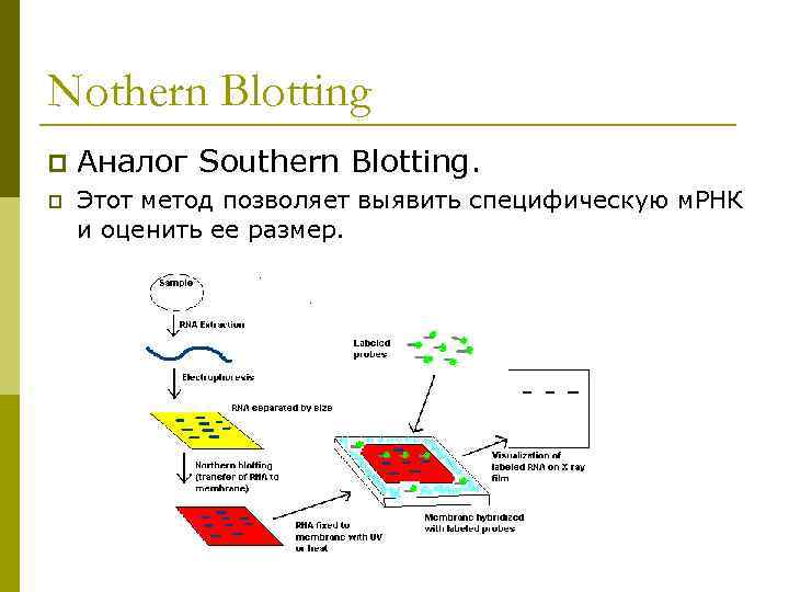 Nothern Blotting p p Аналог Southern Blotting. Этот метод позволяет выявить специфическую м. РНК
