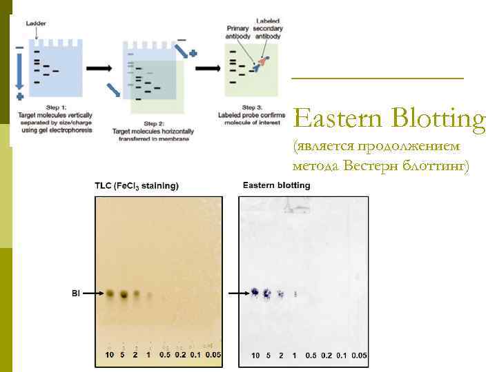 Eastern Blotting (является продолжением метода Вестерн блоттинг) 