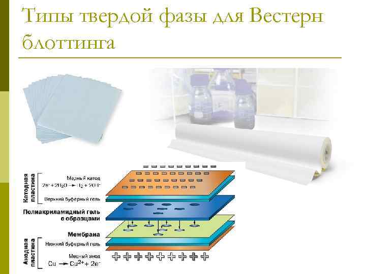 Типы твердой фазы для Вестерн блоттинга 