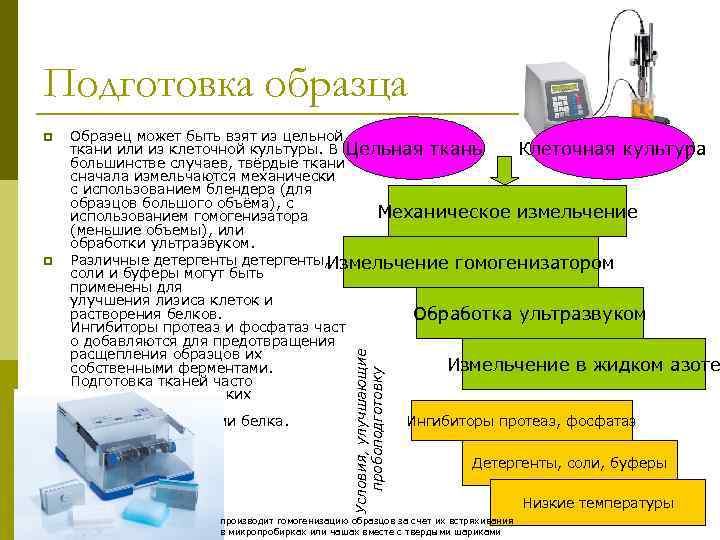 Подготовка образца p Образец может быть взят из цельной ткани или из клеточной культуры.