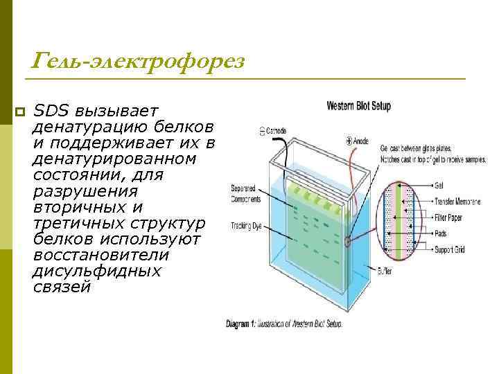 Гель-электрофорез p SDS вызывает денатурацию белков и поддерживает их в денатурированном состоянии, для разрушения