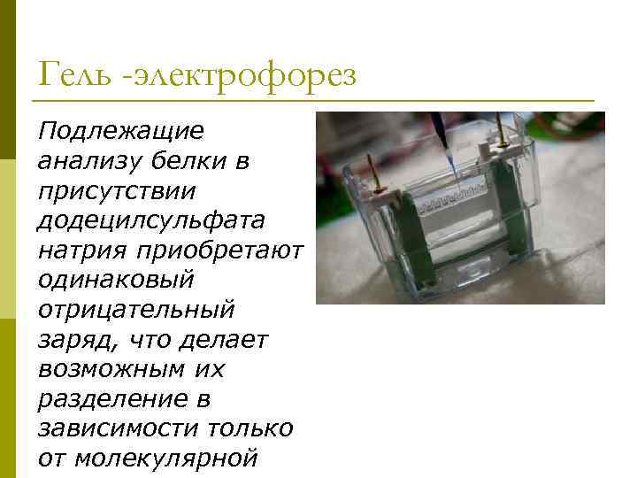 Гель -электрофорез Подлежащие анализу белки в присутствии додецилсульфата натрия приобретают одинаковый отрицательный заряд, что