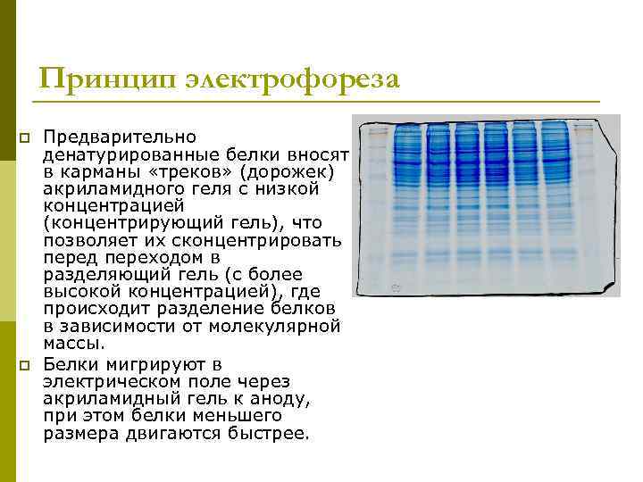 Принцип электрофореза p p Предварительно денатурированные белки вносят в карманы «треков» (дорожек) акриламидного геля