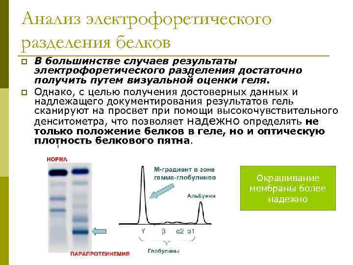 Анализ электрофоретического разделения белков p p В большинстве случаев результаты электрофоретического разделения достаточно получить