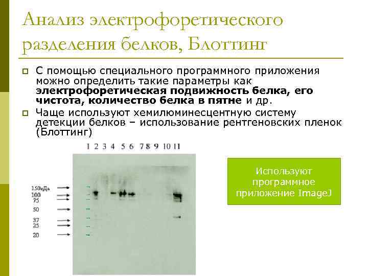 Анализ электрофоретического разделения белков, Блоттинг p p С помощью специального программного приложения можно определить