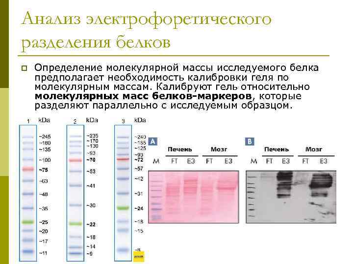 Анализ электрофоретического разделения белков p Определение молекулярной массы исследуемого белка предполагает необходимость калибровки геля