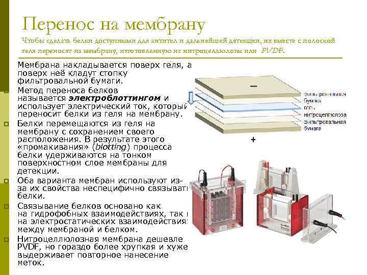 Перенос на мембрану Чтобы сделать белки доступными для антител и дальнейшей детекции, их вместе
