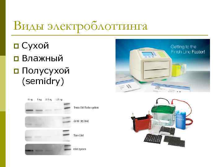 Виды электроблоттинга Сухой p Влажный p Полусухой (semidry) p 