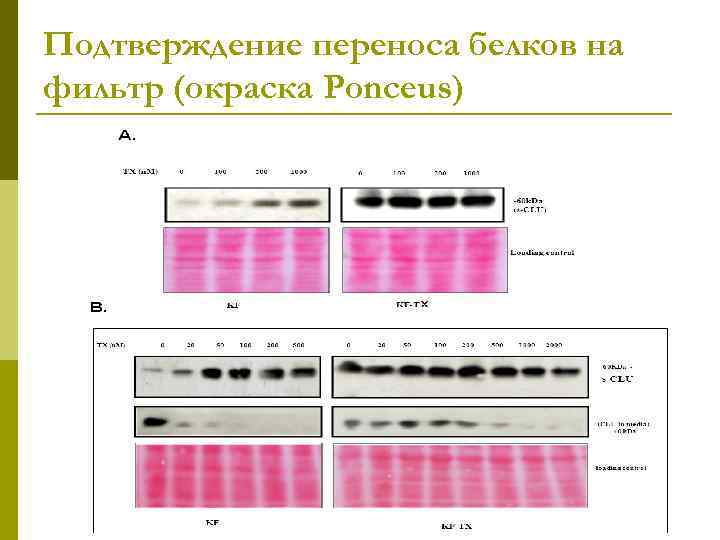 Подтверждение переноса белков на фильтр (окраска Ponceus) 