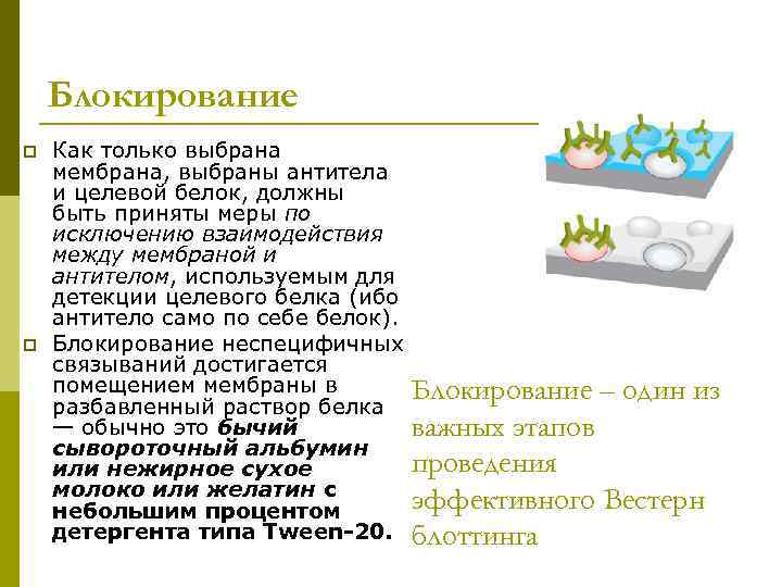 Блокирование p p Как только выбрана мембрана, выбраны антитела и целевой белок, должны быть