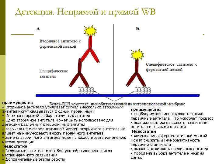 Детекция. Непрямой и прямой WB преимущества • Вторичное антитело усиливает сигнал (несколько вторичных антител