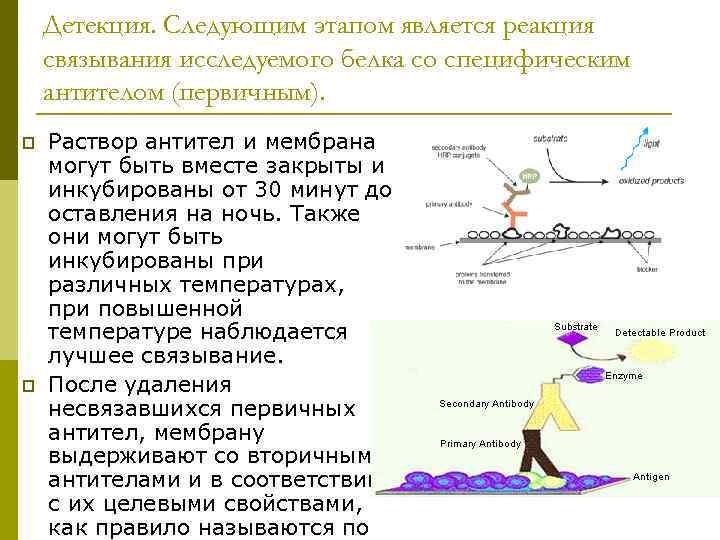 Детекция. Следующим этапом является реакция связывания исследуемого белка со специфическим антителом (первичным). p p