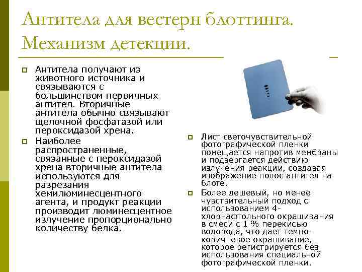 Антитела для вестерн блоттинга. Механизм детекции. p p Антитела получают из животного источника и
