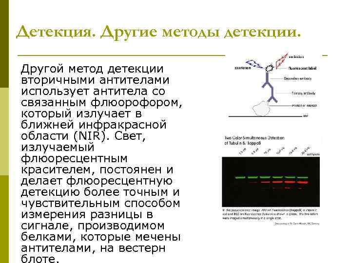 Детекция. Другие методы детекции. Другой метод детекции вторичными антителами использует антитела со связанным флюорофором,
