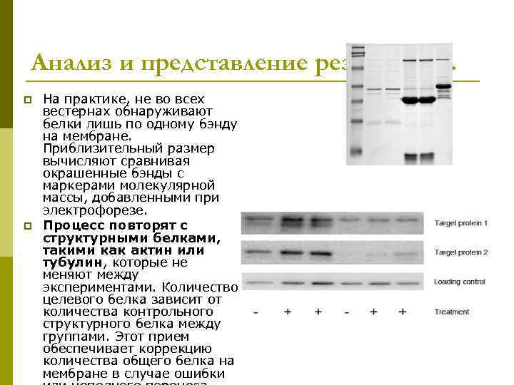 Анализ и представление результатов. p p На практике, не во всех вестернах обнаруживают белки